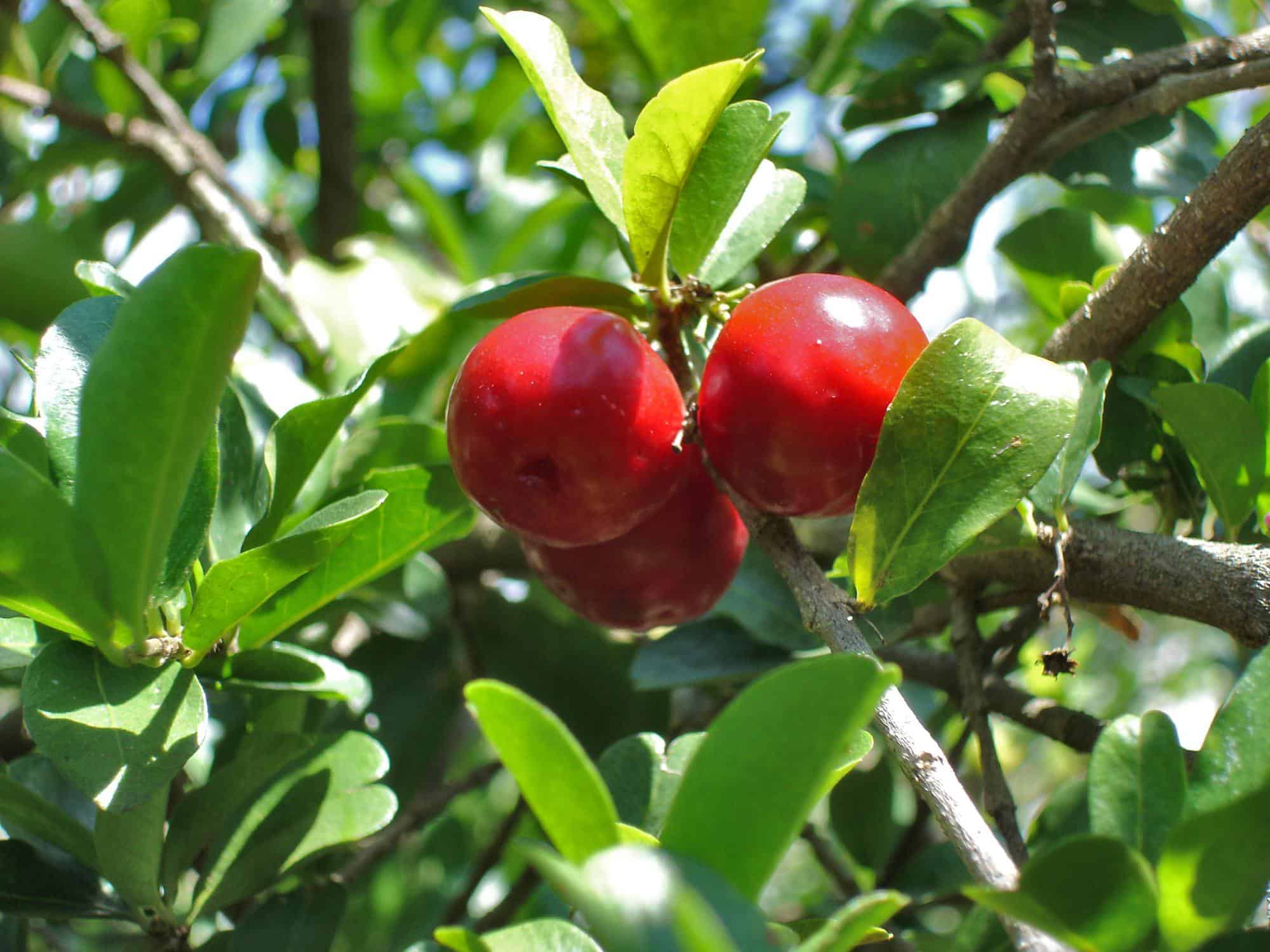 3 Reasons Why Barbados Cherry is Great for the Skin